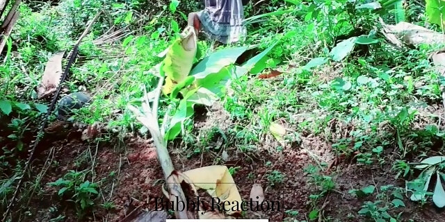 Sri Lankan Girl Outdoor Pissing Chu Huththi Hukana Kella